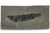 Devonian Lobed-Fin Fish (Osteolepis) Fossil - Scotland #319618-1
